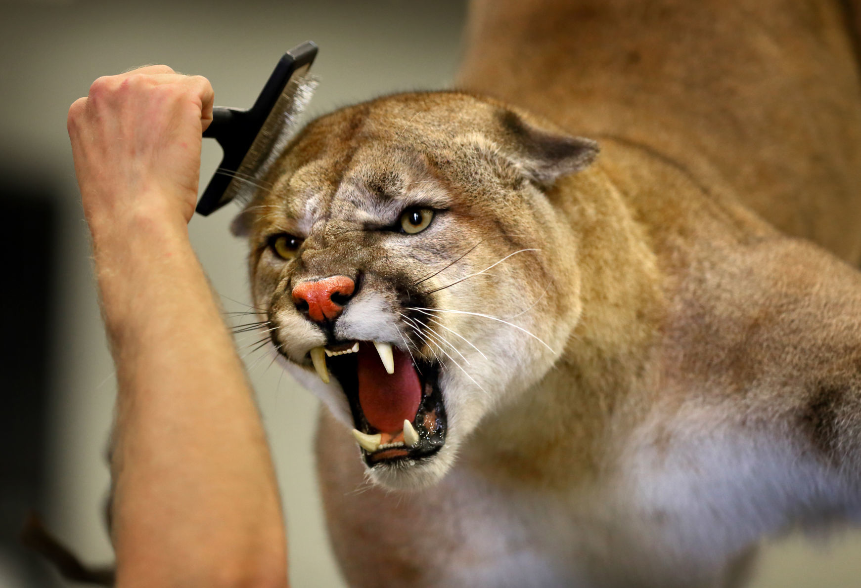 2019 World Taxidermy & Fish Carving Championships in Springfield, Mo.